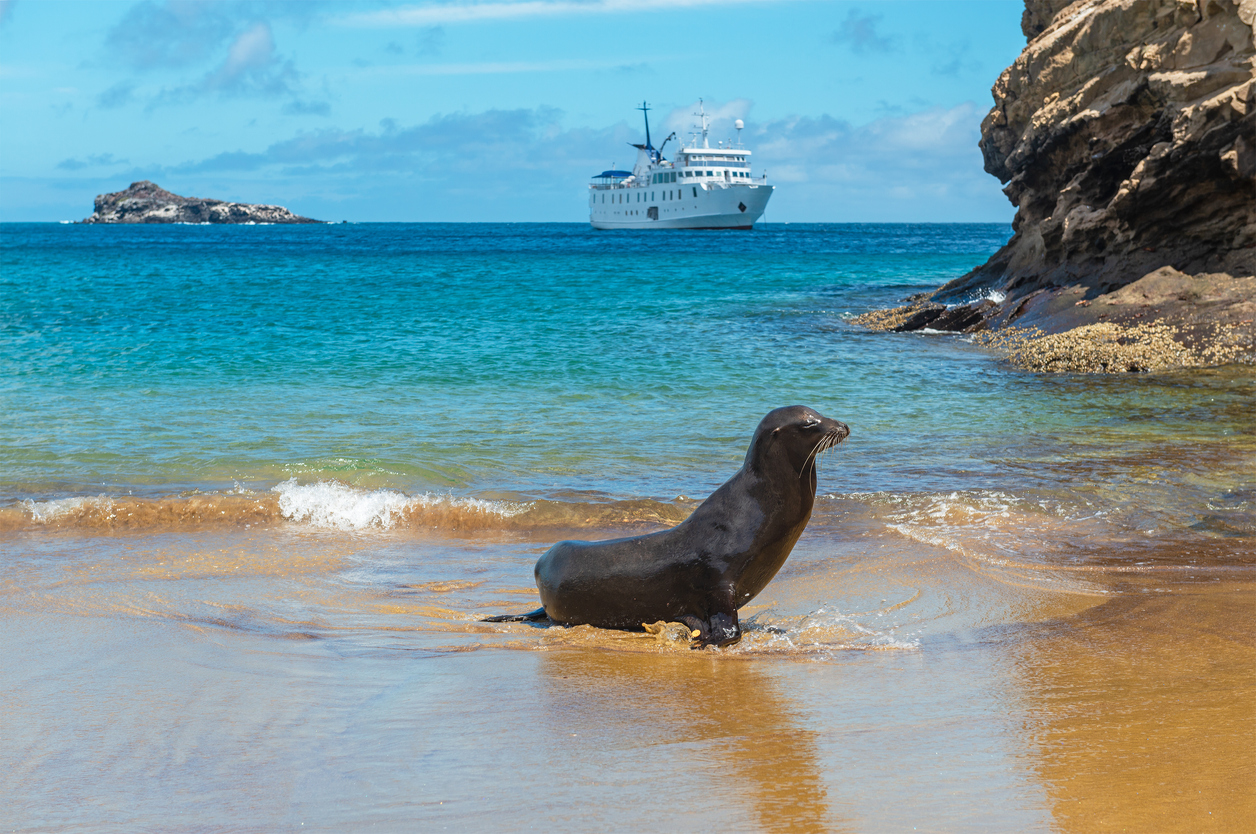 Galapagos sea lion (Zalophus wollebaeki) on beach of San Cristobal island with exploration cruise ship, Galapagos national park, Ecuador.