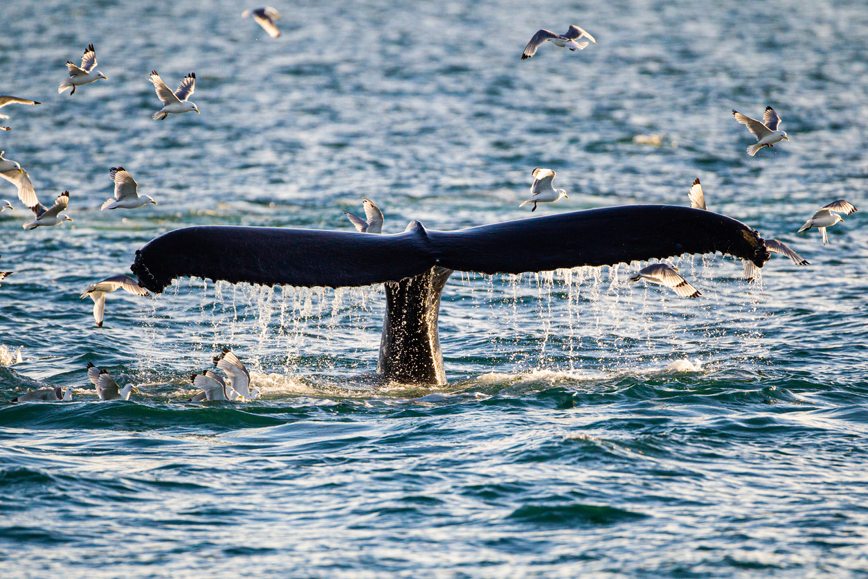 Humpback whale tail flukes as they dive for prey in the Arctic ocean