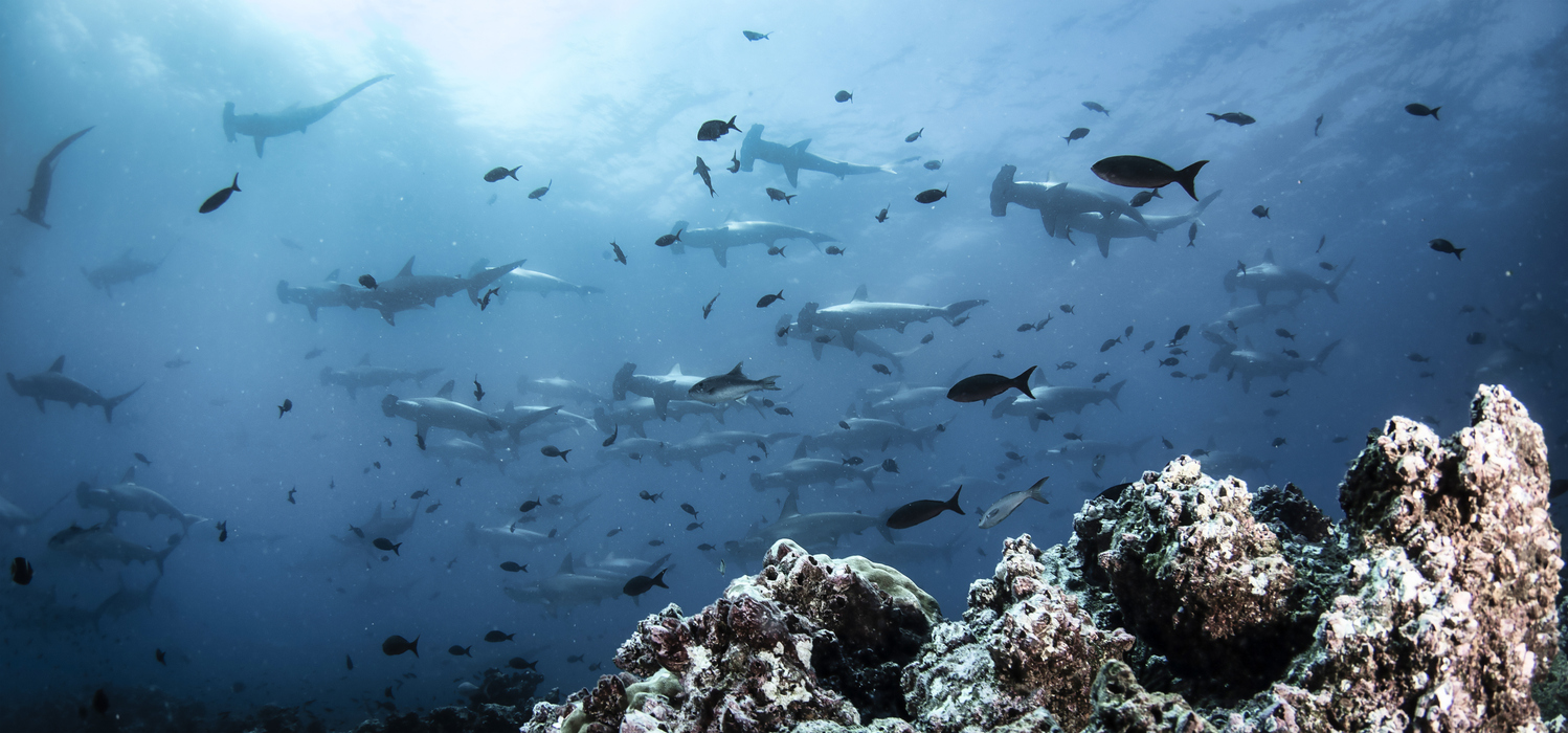 Hammerhead shark (Sphyrnidae) swimming in tropical underwaters. Hammer shark in underwater world. Observation of wildlife ocean. Scuba diving adventure in Ecuador coast of Galapagos