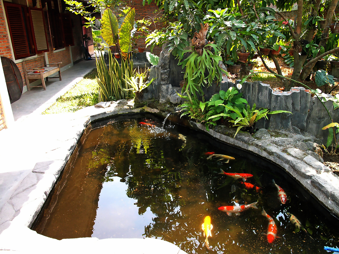 beautiful colorful koi fish pond in the garden during sunny day