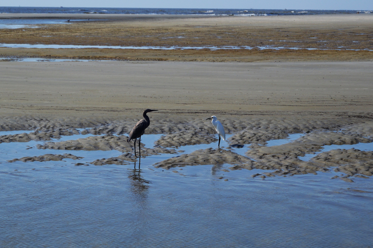 St. Simon's Island, GA Gould's Inlet, heron and egret