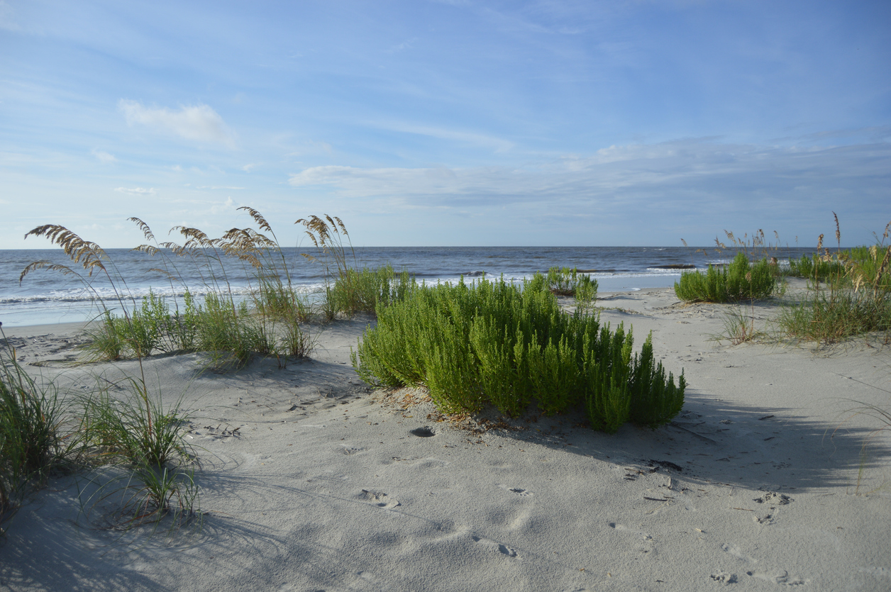 St. Simons Island, GA sand dune at dawn