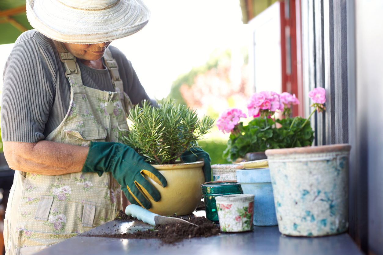 Senior female gardener planting new plant in terracotta pots on a counter in backyard