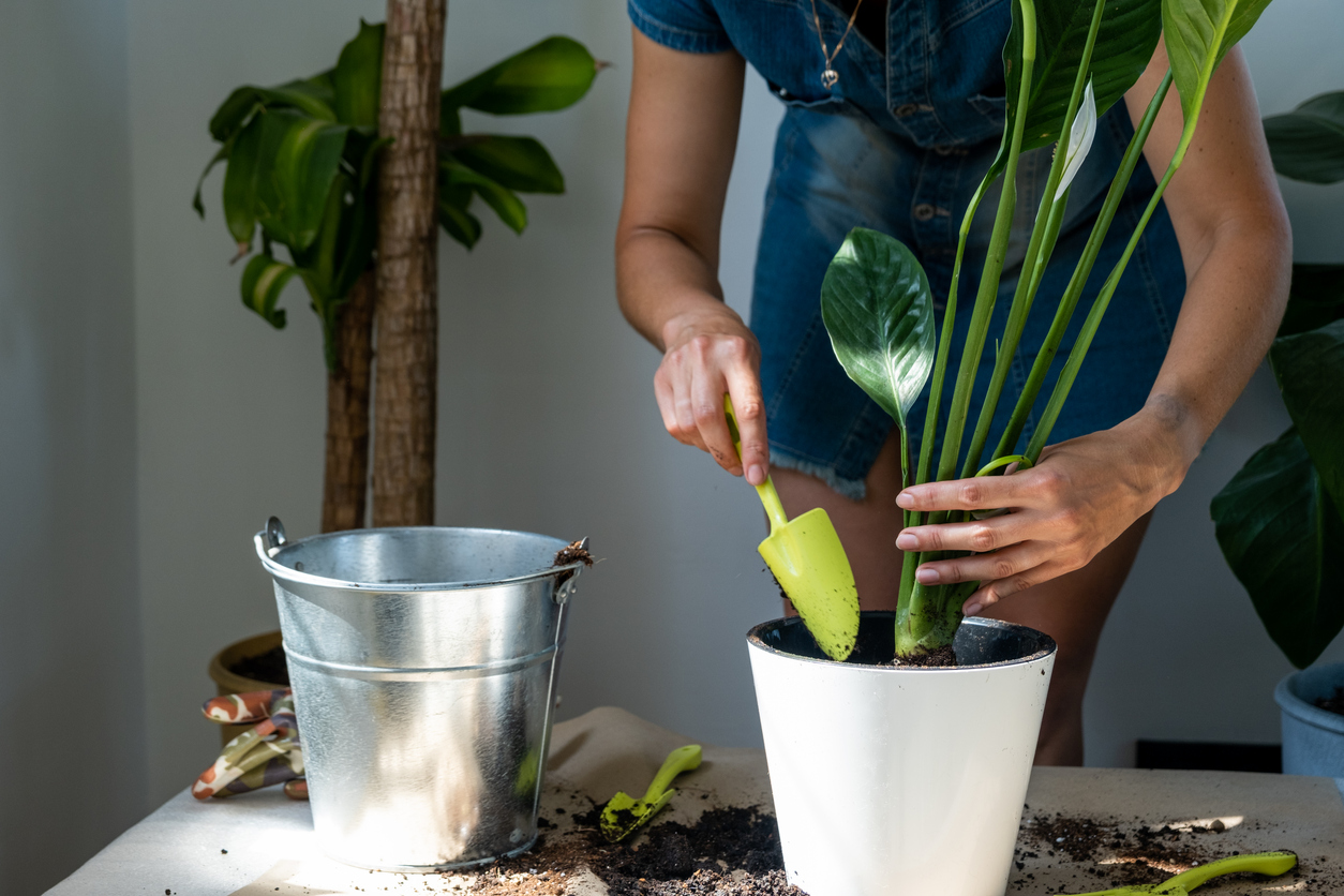 A woman transplants a potted houseplant into a new soil with drainage. Spathiphyllum sensation, potted plant care, watering, fertilizing, sprinkle the mixture with a scoop and tamp it in a pot