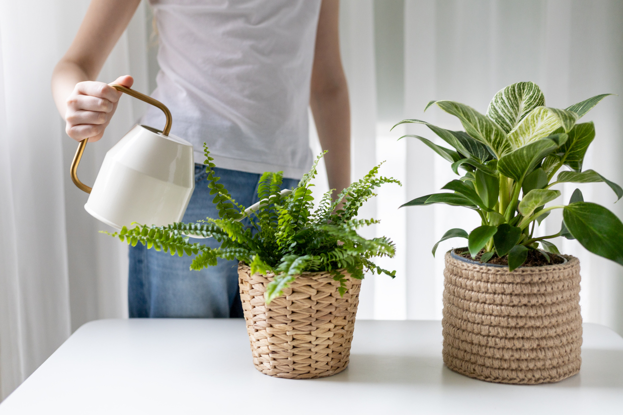 Girl watering home plants. Houseplant care. Selective focus.