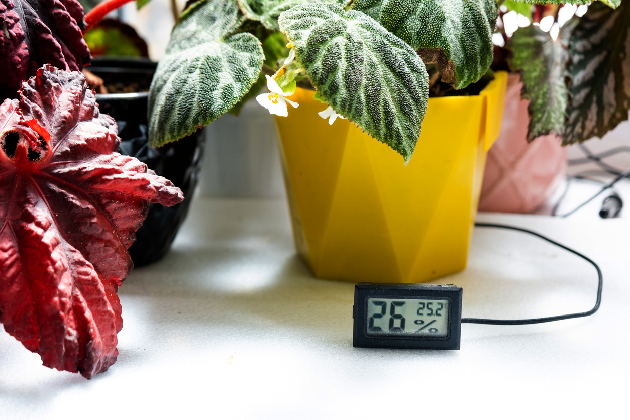 Humidity and temperature sensor for proper care of plants at home. Begonia decorative deciduous in the interior of the house. Hobbies in growing, caring for plants, greenhome, gardening at home.