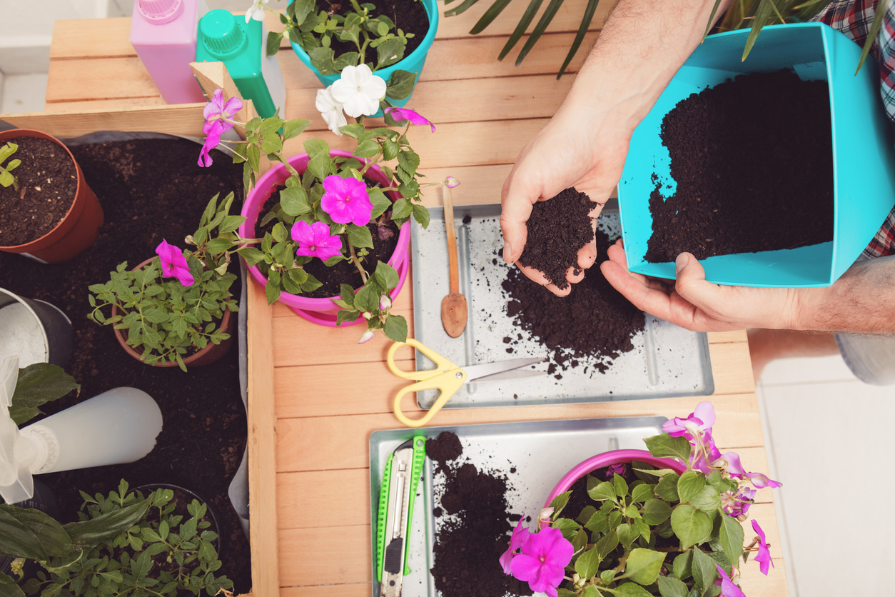 Man holding black soil in hands. Gardening concept.